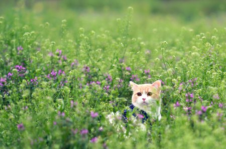 Adorable Cat - cat face, beauty, bokeh, field of flowers, animals, eyes, field, face, pretty, cat eyes, green, grass, adorable, cat, kitty, lovely, kitten, cats, beautiful, sweet, flowers