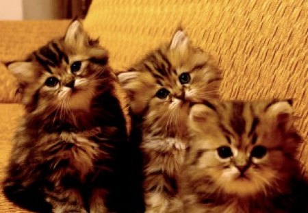 TRIPLETS - three, cats, kittens, cute