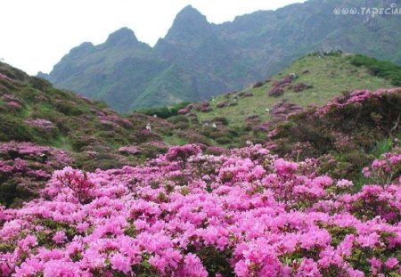 pink flowers - nature, sky, forest, pink, flowers