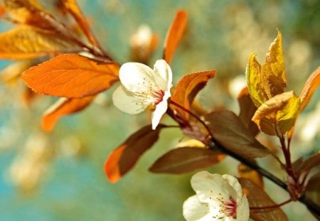 Spring branches - blossoms, pretty, beautiful, spring, fragrance, leaves, branches, fresh, sunny, fruit, nice, scent, flowering, lovely, cherry, nature