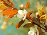 Spring branches