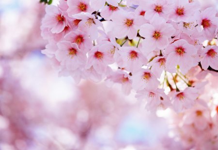 Spring - nice, blooming, freshness, fragrance, delicate, tender, lovely, spring, nature, pretty, blossoms, pink, beautiful, scent, tree