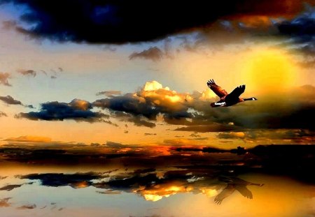 WILD FLIGHT - duck, lake, clouds, sun, sunset