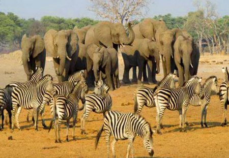 Botswana - botswana, zebra, elephant, africa