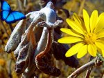 Southwest Spring Bloom