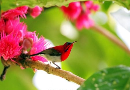 Spring Sunbird - white, blossoms, red, sunbird, black, africa, branch