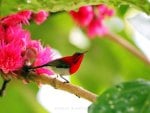 Spring Sunbird