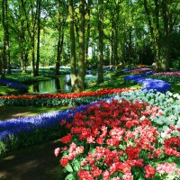 Keukenhof Gardens, Netherlands