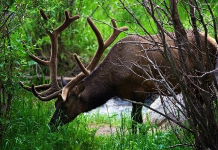 animal - forest, animal, trees, nature, branch