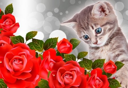 Kitty Red Roses