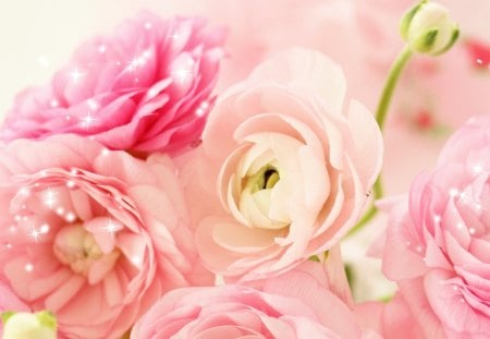 Sparkle of Peonies - star, sparkle, summer, fragrant, spring, fleurs, pink, peonies, peach, flowers, peony, bright, garden, glitter, shine