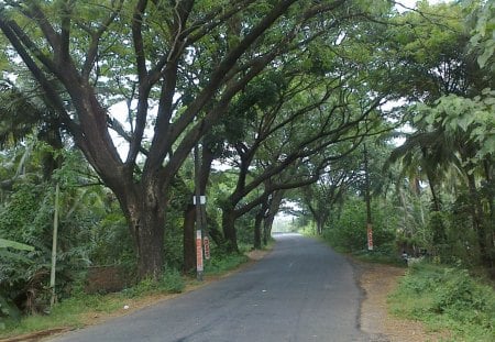 And miles to go before we sleep - road, trees, nature, beautiful