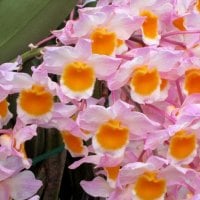 Lovely orchids