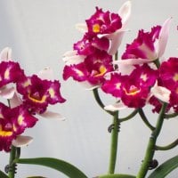 Beautiful orchids