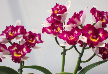 Beautiful orchids - orchids, pretty, bright, pink, beautiful, flowers