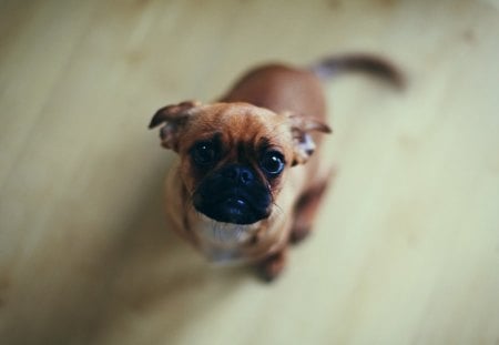 Pug - pug, dog, puppy, animal