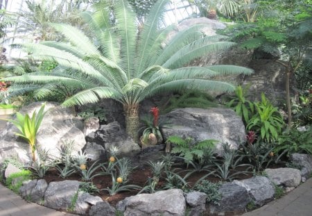 we rebirth in Spring  09 - red, palm, rocks, flowers, garden, bromeliad, photography, trees, grey, pineapple plants, green