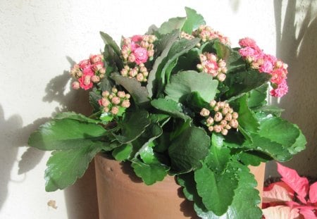 we rebirth in Spring  18 Kalanchoe - kalanchoe, pink, photography, green, leaf, flowers, clay, garden