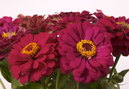 Large Flowers Close-up - darkpink, center, nature, yellow, petals, arrangement, close-up, green, leaves, flowers