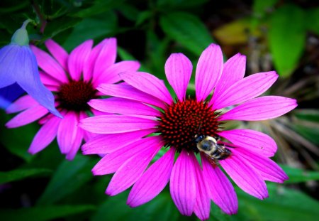 Beautiful Flower with Bumble Bee - darkpink, center, day, animals, daylight, nature, bee, pink, petals, leaves, green, flower