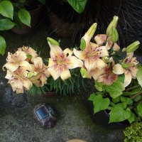 Garden lillies