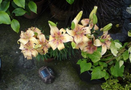 Garden lillies - flowers, lillies, nature, garden