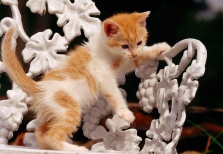 A orange and white kitten standing on a chair