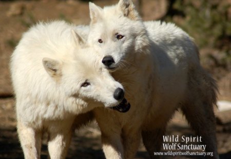 White Wolves - nature, wolf, predator, wolfpark