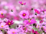 Field of Pink Flowers