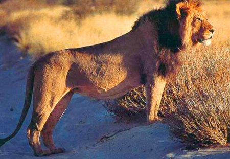 Lookout - male, mane, Africa, lion, lookout