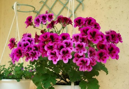 Geranium beauty - flowers, fuschia color, spring, geranium, leaves