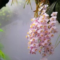 Orchid in the mist