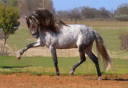 Prancing pride - handsome, grey, prance, mane, field, stallion, horse