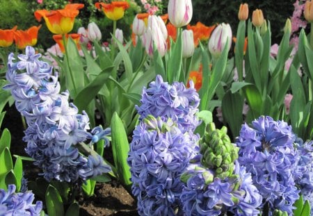 we rebirth in Spring 28 Hyacinths - hyacinths, hreen, photography, tulips, yellow, pink, blue, green, orange, flowers, garden