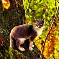 Wild Cat in the Woods