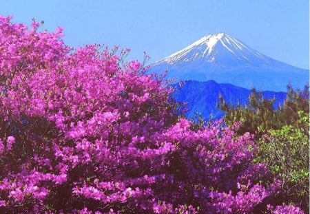 Purple Floral Mountain View - nature, view, purple, mountain, flowers