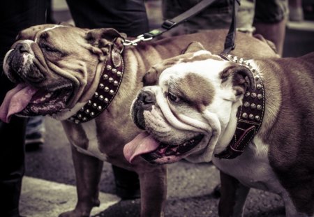 Bulldogs - pretty, pay, beautiful, dog face, puppies, lovely, playful dog, sweet, playful, dogs, bubbles, cute, face, puppy, animals