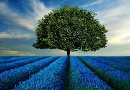 Solitary in Fields of Blue - flowers, nature, blue, fields, tree