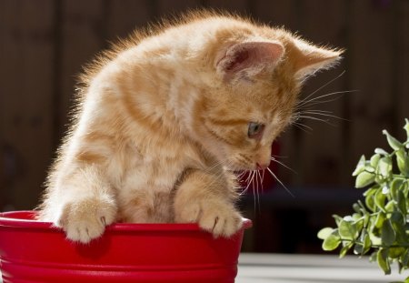 Cat - sleeping, beauty, cat face, hat, animals, sleepy, paws, face, pretty, cute, cat, kitty, lovely, kitten, cats, beautiful, sweet