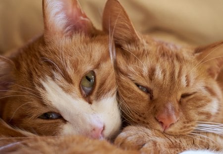 Cats - sleeping, beauty, cat face, hat, animals, sleepy, paws, face, pretty, cute, cat, kitty, lovely, kitten, cats, beautiful, sweet