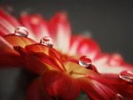 Water Drops on a Flower