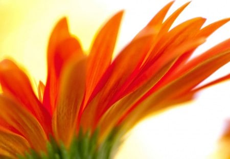 Orange Petal Flower - petal, nature, orange, flower, closeup