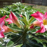 Pink Lillies