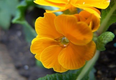 Yellow Orange Primula Flower - yellow, flower, petals, orange, leaves, primula, nature, green, day