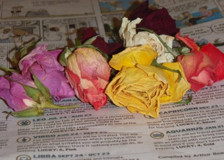 Vintage rose buds - flowers, nature, vintage, photography, rose, rose buds