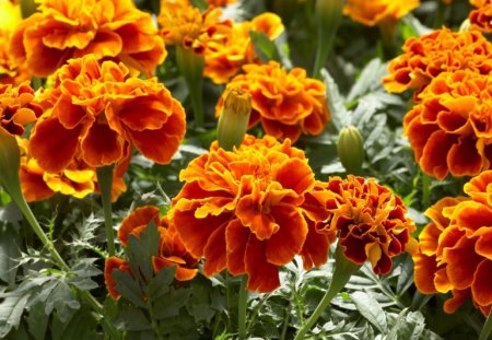 Tagetes Patula Flowers - patula, day, nature, yellow, green, leaves, orange, flowers, tagetes, shadow