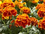 Tagetes Patula Flowers