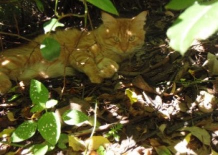 Ginger - cat, fur family, photography, animals, ginger