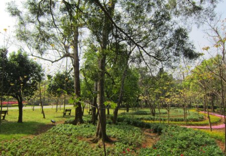 Lovely park - relaxing place, Lovely, flower, tree, park, chair