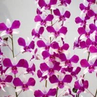 Pretty orchids